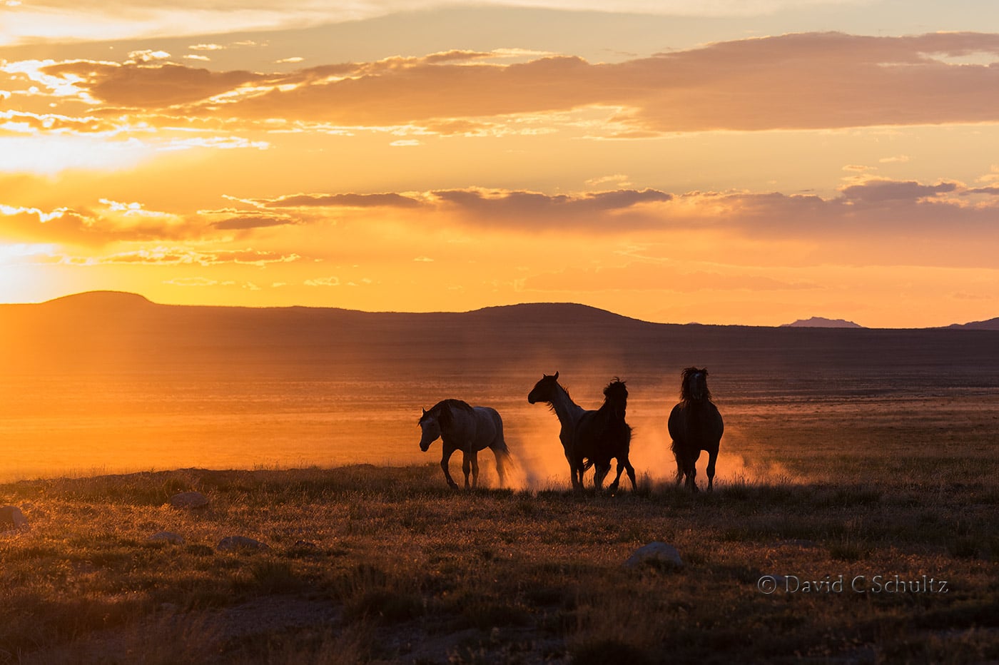 horse photography gallery