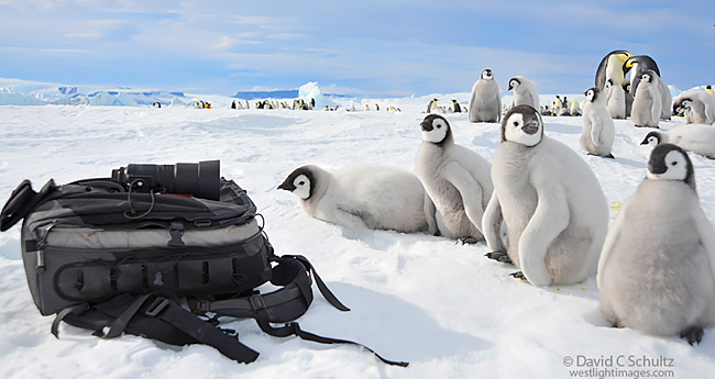 Emperor penguin chicks with my camera bag in Antarctica.