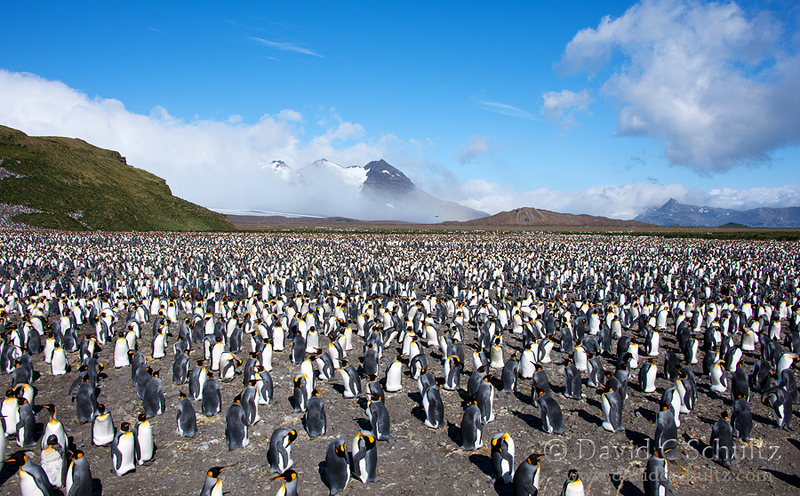 King penguins at Salisbury Plain on South Georgia Island 