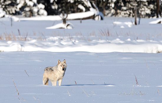 wolf from the wapiti lake pack during our yellowstone photo tours