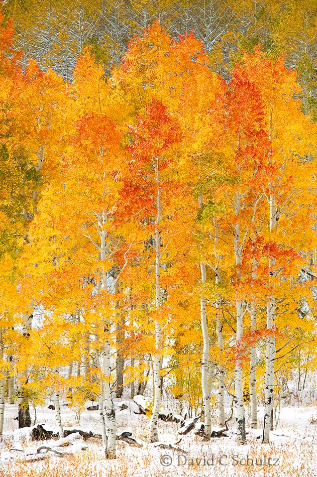 Autumn in the Uinta Mountains of UT - Image #3-5571