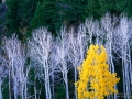 Autumn aspen trees in Utah - Image #3-1530