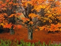 Autumn maple tree in West Virginia - Image #3-4740