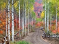 Fall in the Wasatch Mountains, Utah - Image #3-5616