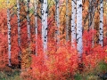 Fall colors in the Wasatch Mountains, Utah - Image #3-906