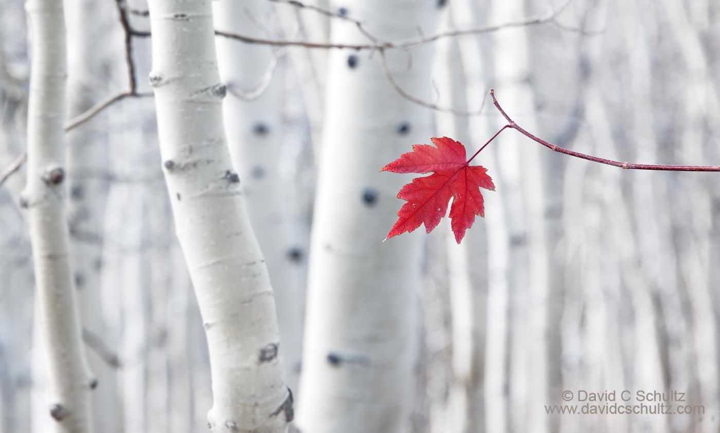 Red maple leaf in grove of aspen trees - Image #191-722