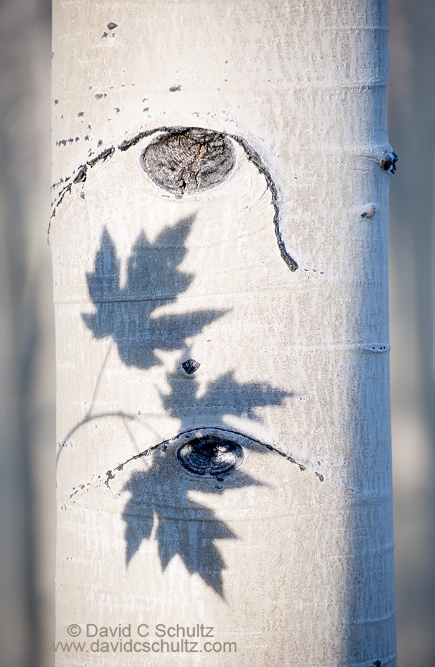 Shadow of maple leaves on an aspen tree trunk - Image #191-852