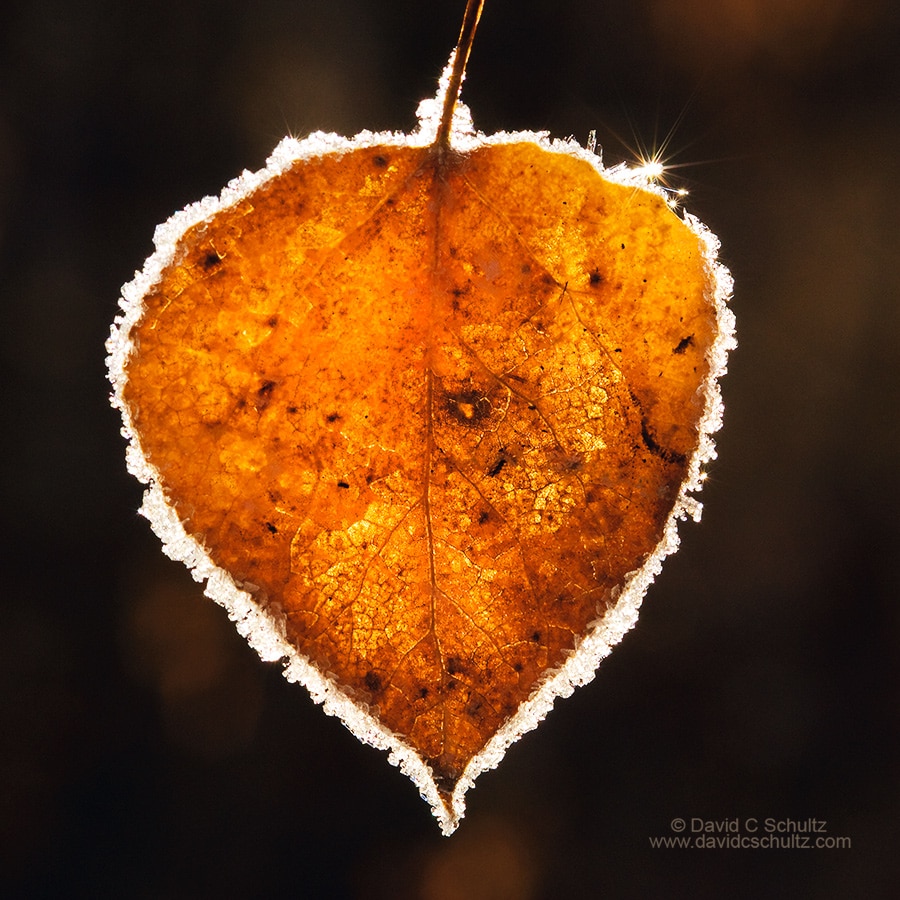 Close-up of back-lit aspen leaf rimmed with frost - Image #3-6040