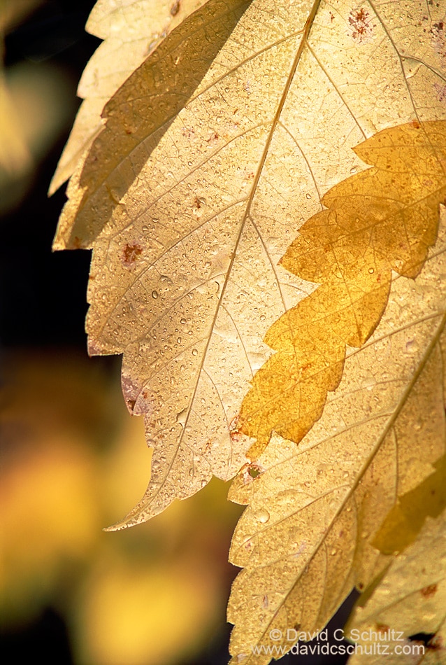 Close-up of back-lit cottonwood leaf - Image #3-783