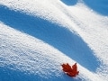 Red maple leaf in the snow - Image #191-1008