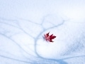 Red maple leaf in the snow - Image #191-1096