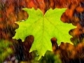 Back-lit maple leaf in the fall - Image #191-47