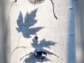 Shadow of maple leaves on an aspen tree trunk - Image #191-852