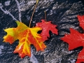 Maple leaves on granite in the fall - Image #3-1571