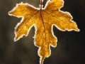 Close-up of back-lit maple leaf rimmed with frost - Image #3-6716