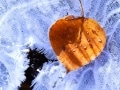 Aspen leaf on frozen stream - Image #3-6755