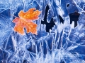 Maple leaf on frozen stream - Image #3-6856