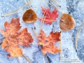 Maple and aspen leaves on frozen stream - Image #3-7026