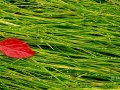 Alaska, red leaf on dew covered grass - Image #3-4148