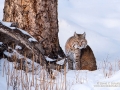 161-3797-yellowstone-national-park-bobcat