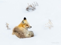 red-fox-yellowstone-161-9006b