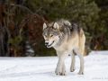 Wolf in the winter in Yellowstone - Image #161-10871
