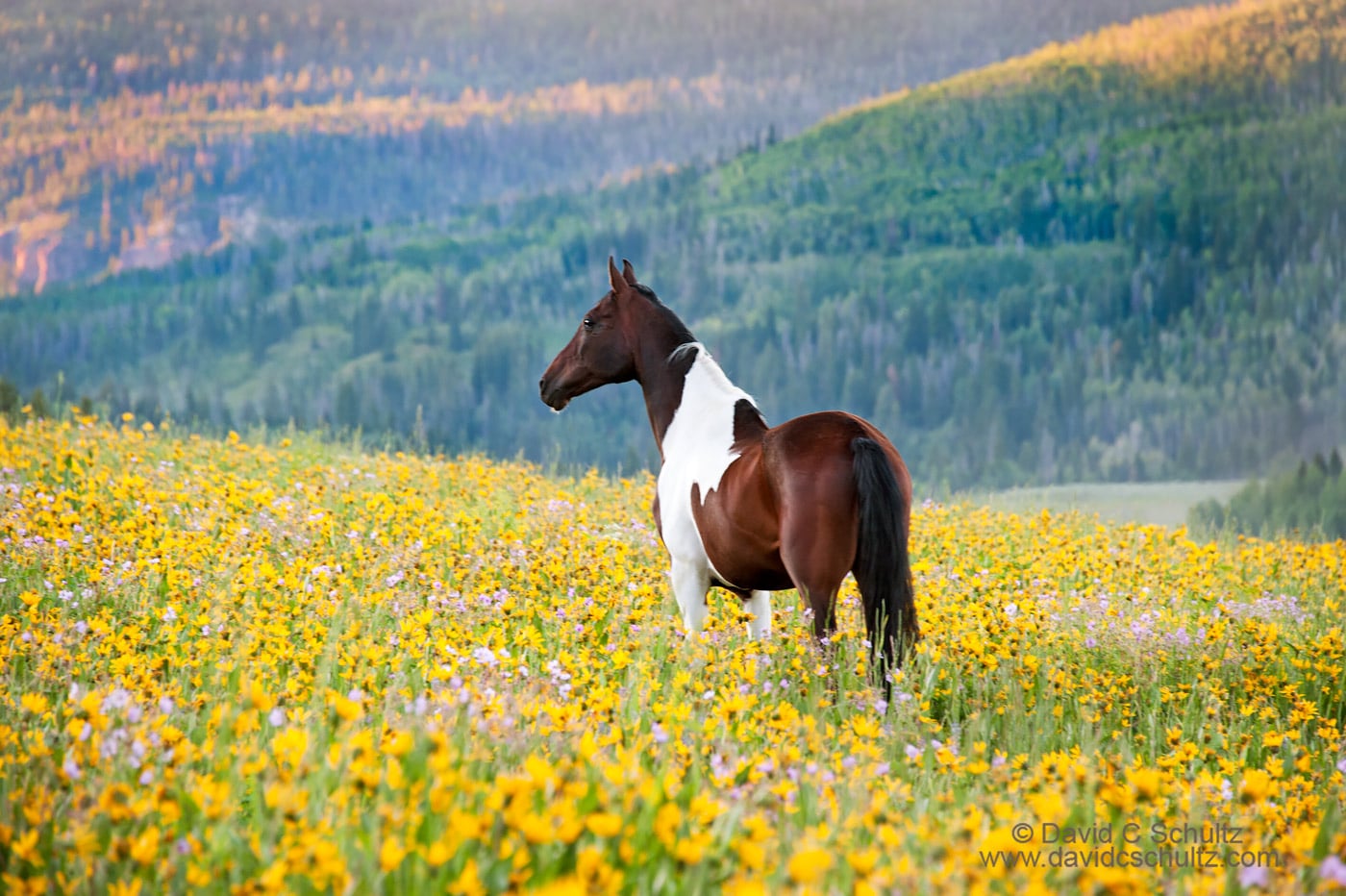 Horse in a field of wildflowers - Image #47-928