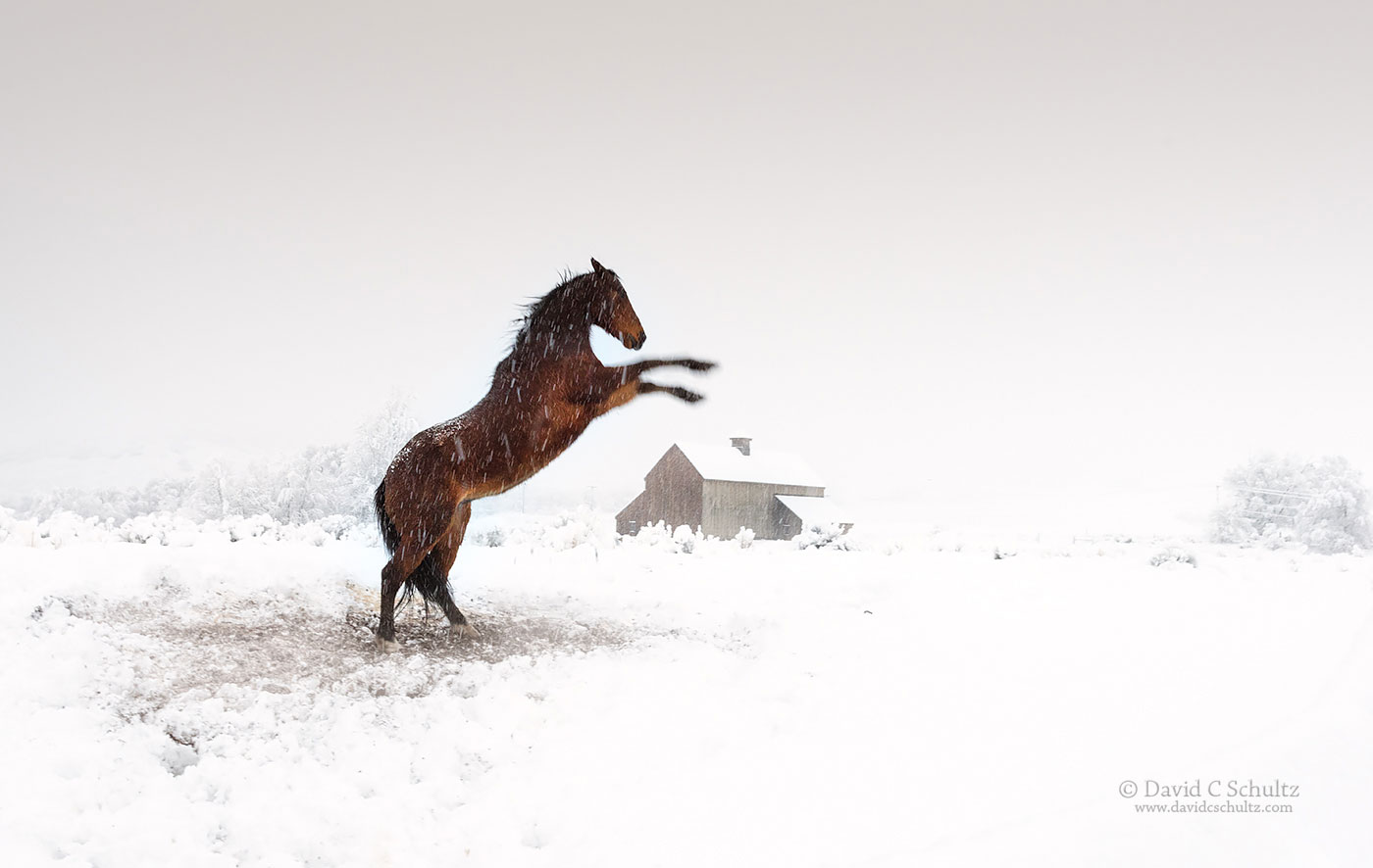Horse and the Tate Barn Utah - Image #47-3154