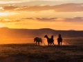 Wild horses at sunset- Image #47-2413