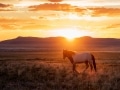 Wild horses at sunset- Image #47-2442