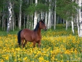 Horse in wildflowers in the Uinta Mountains, Utah - Image #47-881