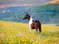Horse in a field of wildflowers - Image #47-928