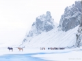 Winter and Icelandic Horses - Image #47-2843