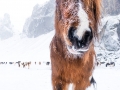 Winter and Icelandic Horse - Image #47-2895