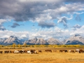 Horses and Grand Teton National Park - Image #44-4583