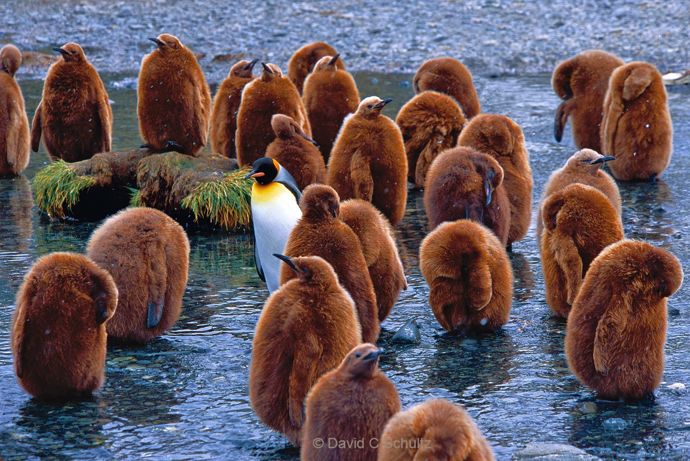 King penguins on South Georgia Island - Image #163-150