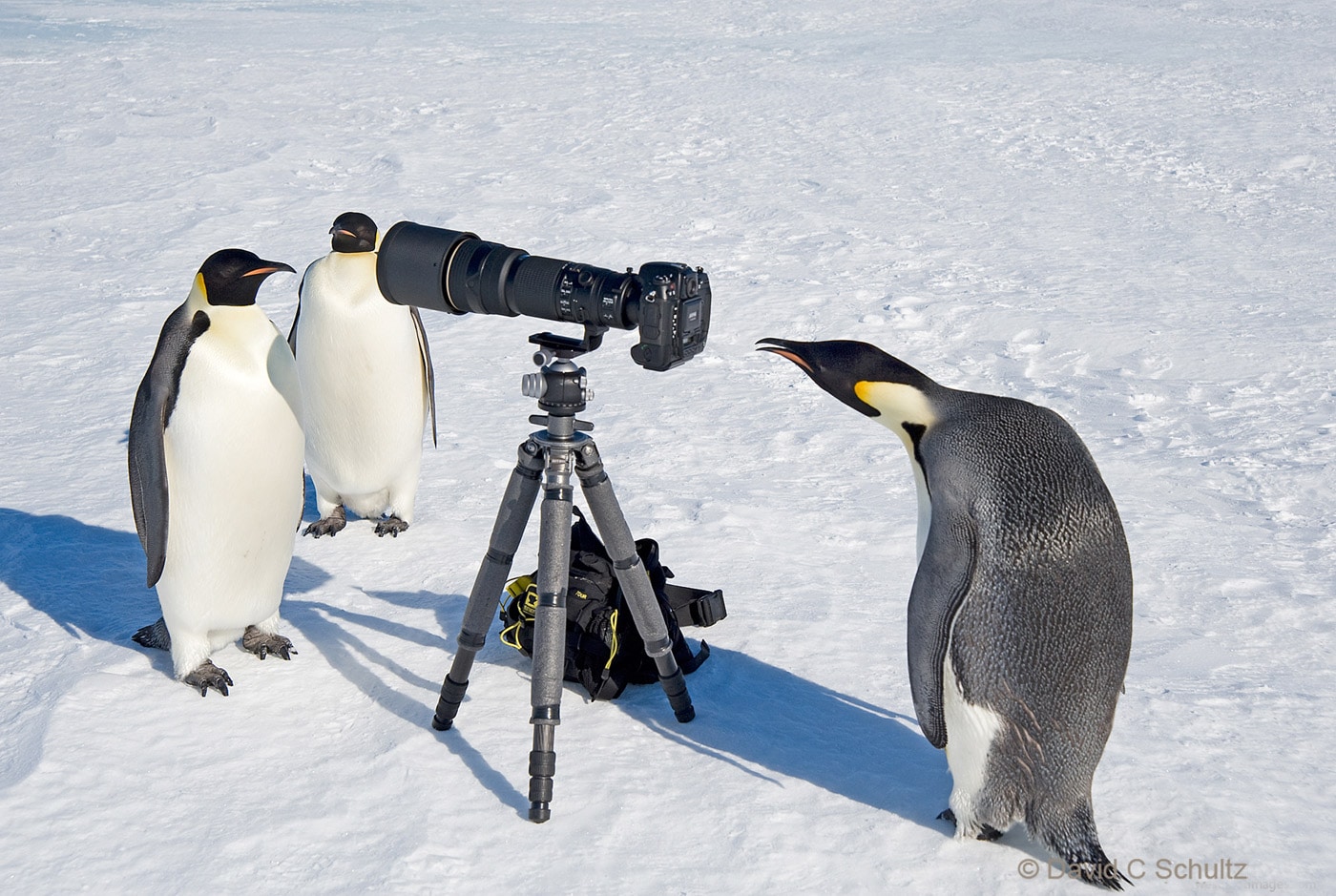 Emperor penguins with my camera in Antarctica - Image #163-4323