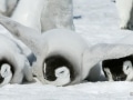 Emperor penguins near Snow Hill Island, Antarctica - Image #163-0922