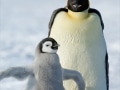 Emperor penguin parent with chick - Image #163-1193
