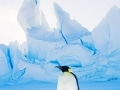 Emperor penguins near Snow Hill Island, Antarctica - Image #163-1236