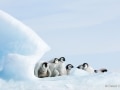 Emperor penguins near Snow Hill Island, Antarctica - Image #163-1281