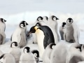 Emperor penguins near Snow Hill Island, Antarctica - Image #163-1309