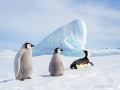 Emperor penguins near Snow Hill Island, Antarctica - Image #163-1424