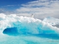 Adélie penguin on an iceberg in Antarctica - Image #163-368