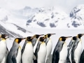 King penguins on South Georgia Island - Image #163-371