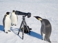 Emperor penguins with my camera in Antarctica - Image #163-4323