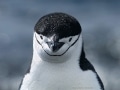 Chinstrap penguin in Antarctica - Image #163-618