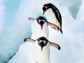 Gentoo penguins in Antarctica - Image #163-1936