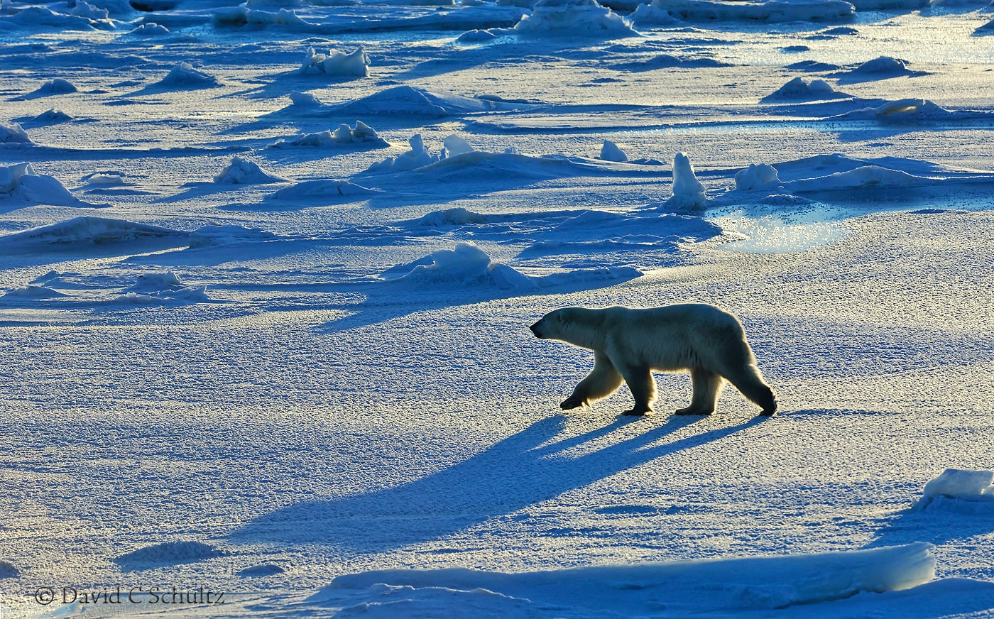 Polar bear, Canada - Image #168-320