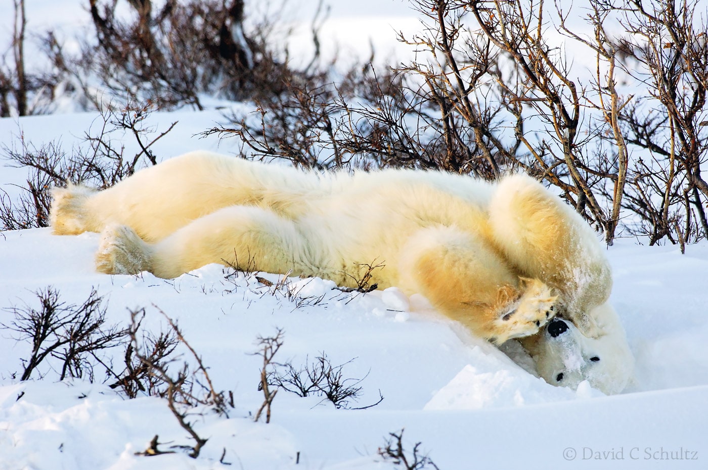 Polar bear, Canada - Image #168-518